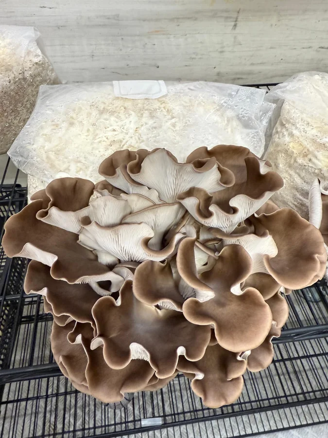 Kit di coltivazione Pleurotus