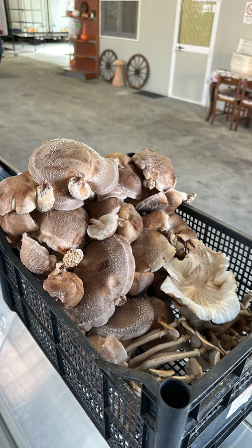 Shiitake freschi