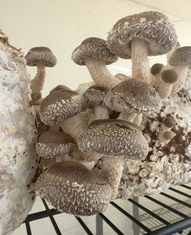 Kit di coltivazione Shiitake
