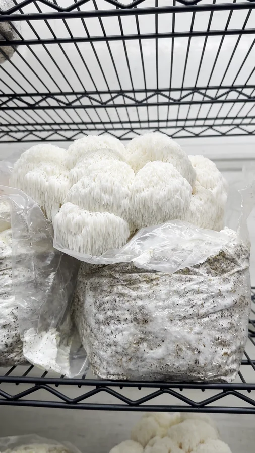 Kit di coltivazione Lion’s Mane
