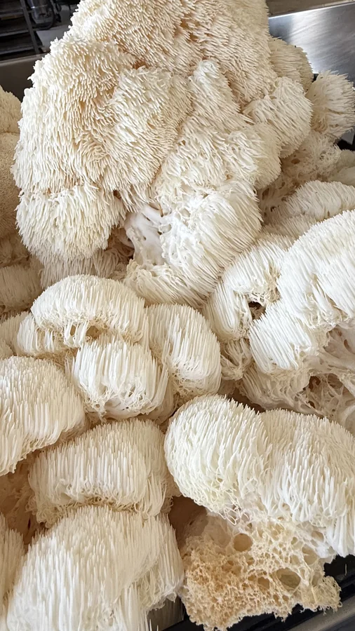 Lion’s Mane fresco 