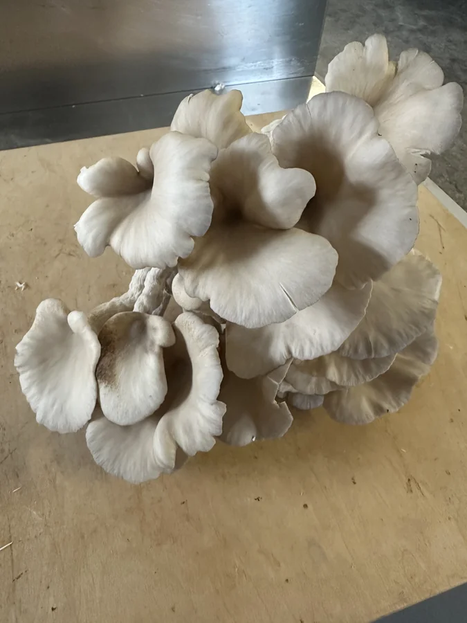 Pleurotus freschi