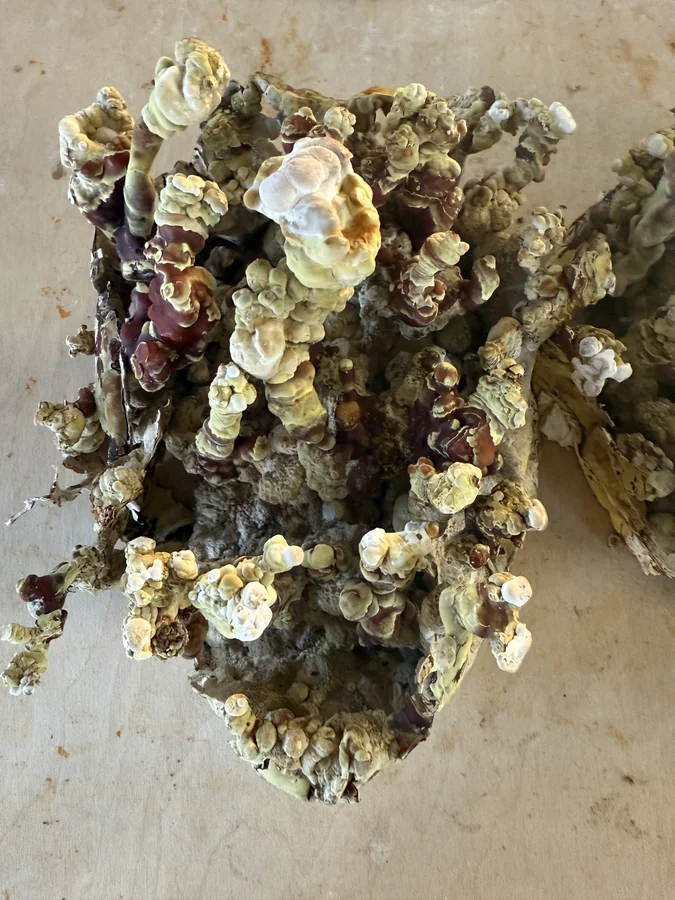 Kit di Coltivazione Reishi
